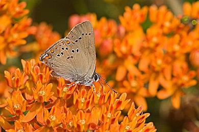 《抵抗：惩罚》PS4和PS5版在韩国通过评级